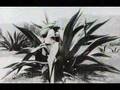 Agave / El Pulque / (Los Xochimilcas ♫  Danzón Mexicano)