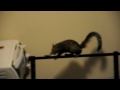 Impatient squirrel