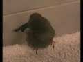 lindilla bañandose lindilla bañandose