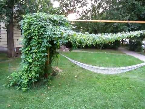 how to transplant hops