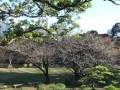 KyushibaRikyuOnshiTeien_2008Winter:YouTube閲覧数=43回