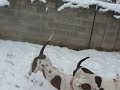Snow puppies