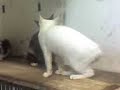 Cats playing