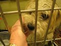 Callie the lhasa in kill shelter - visit: www.dogsneedhomes.blogspot.com