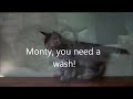 Click here to watch this video Monty, you need a wash! Pixie Bob kitten being washed by his aunty