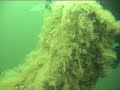 Wreckdiving an \"Trubbnos\" Wreckdiving an \"Trubbnos\"