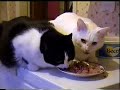 Hydroponics Cats 2--Organic Iguana Juice Hydroponics Cats 2--Organic Iguana Juice