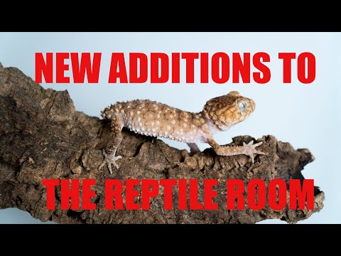 YouTube reptile video