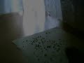 perusa