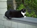 Izzy on the railing
