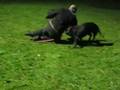 videos de Werp Yaro eig  A.Luyken  05-11-08: Helper Harm Weijers