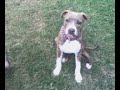 AMSTAFF (Master Puppet) 5 1/2 months AMSTAFF (Master Puppet) 5 1/2 months