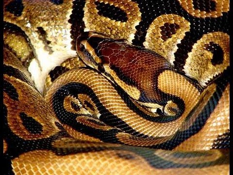 YouTube reptile video