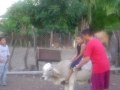 Figurilla Jineteando La Pulga
