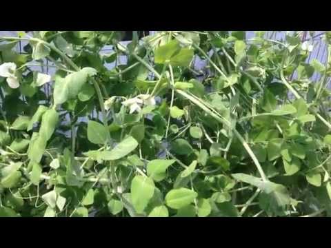 how to eat sweet snap peas
