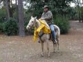 Nugget - 8 year old quarter horse