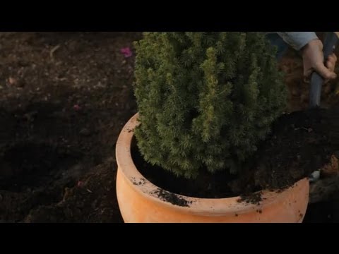 how to transplant dwarf alberta spruce