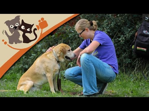 Das Hundehalsband: Die Vor- und Nachteile