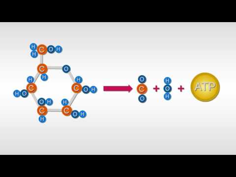 Estructura y Función de los Carbohidratos