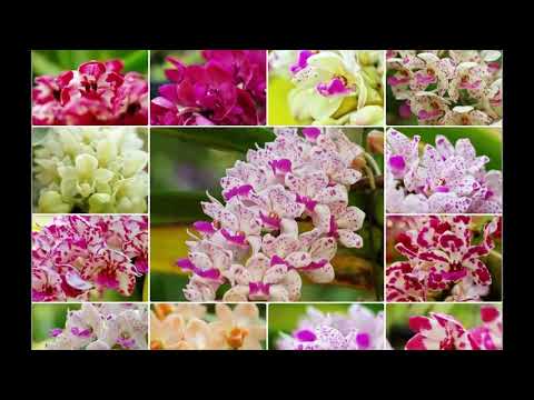 gigantea - Rhynchostylis Gigantea Orchids Rhynchostylis gigantea is a species of orchid. This species was first described in 1896 by John Lindley and occurs in Myanmar,...