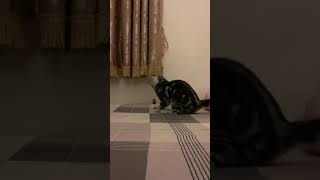 My cat love to play (American shorthair)