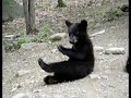 Black Bear Cub Trying To Catch A Fly