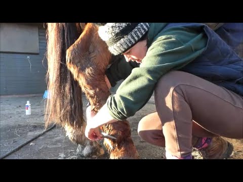 how to treat mud fever