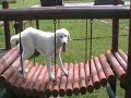 Das ist kurzt Hunden Films, Polnische Tatra Hirtenhund und Border Collie. Ubung macht Spass.