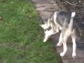 Siberian Huskies at play