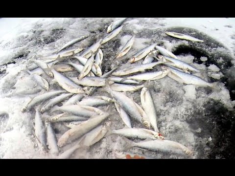 Связать шапку собаке своими руками Связать шапку собаке своими руками