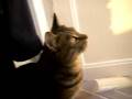 videos de Rix - the angry kitty