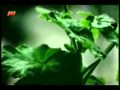 Video for باران و امام زمان عج