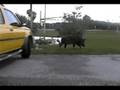 videos de Florida Wild Boar