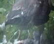 roofvogel in je tuin SPERWER +Braziliaanse vrouw commentaar