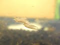 Brine shrimp 2 Brine shrimp 2