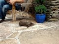 Cedrick the Tortoise meets Amy Cedrick the Tortoise meets Amy