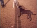 Dexter Vs Seamus