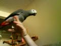my roommate's african grey dislikes
my boyfriend so much, that even when he puts his hand near her, she tries to bite him. but this time, my boyfriend pulled away quickly and chloe (the parrot) ended up biting my roommate instead. :d

sorry if the quality is bad. it was taken with a cell phone.