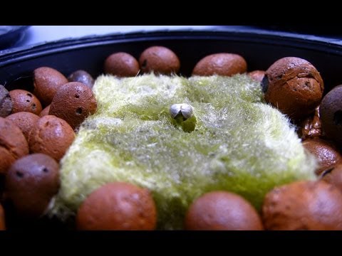 how to transplant seedlings from rockwool