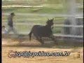 O BURRO DO CAPETA - wadopellizoni O BURRO DO CAPETA - wadopellizoni