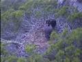 First flight of Black Vulture chick in 2008 Mallorca