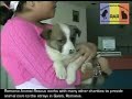 Rescued Puppies from Romania