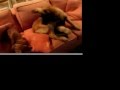 Salchicha video