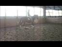 Quiet, safe dressage or event horse