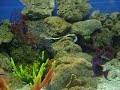 engel ocean park adventure engel ocean park adventure