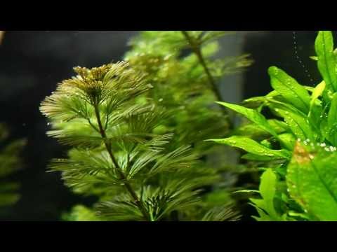 how to fertilize sword ferns