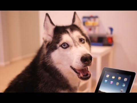 Perro cantante