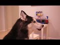 Mishka Sings with iPad 2 - Better than Rebecca Black! (now on iTunes!)