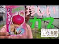 「もものすけ」皮がペロンと剥けるカブの播種（2023.8.30）