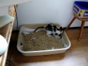 Litter box. Litter box.